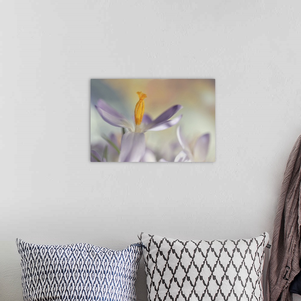 A bohemian room featuring A macro image of several crocuses with focus on the stamens on one of them.