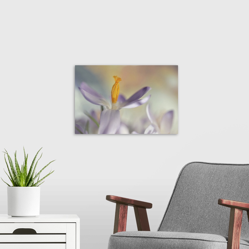 A modern room featuring A macro image of several crocuses with focus on the stamens on one of them.