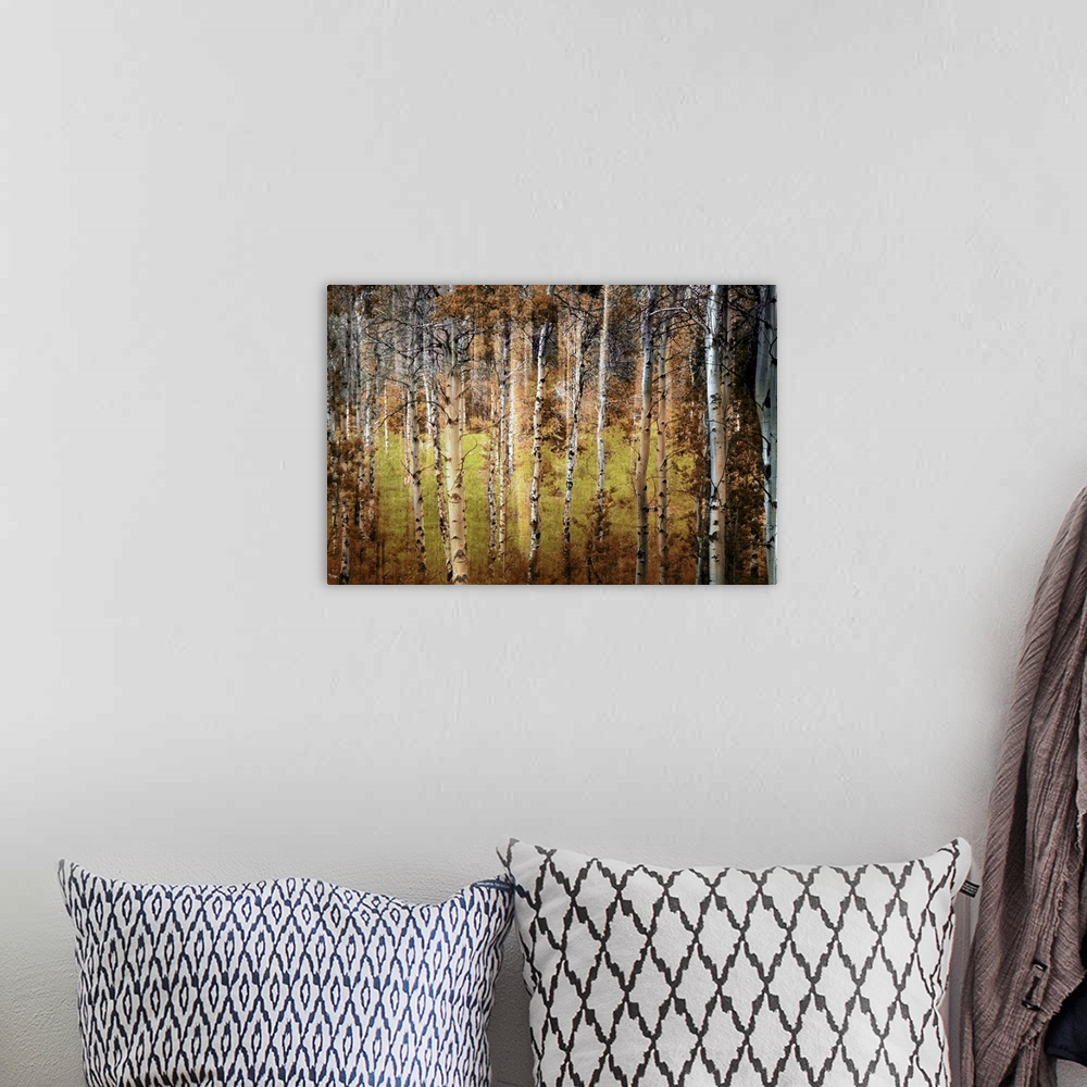 A bohemian room featuring Photograph taken of a forest that is dense with birch trees that have lost most of their leaves.