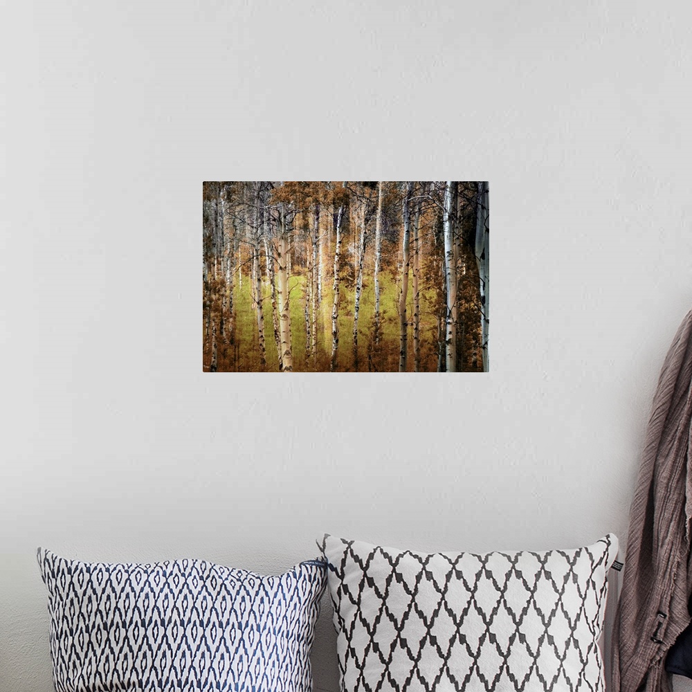 A bohemian room featuring Photograph taken of a forest that is dense with birch trees that have lost most of their leaves.
