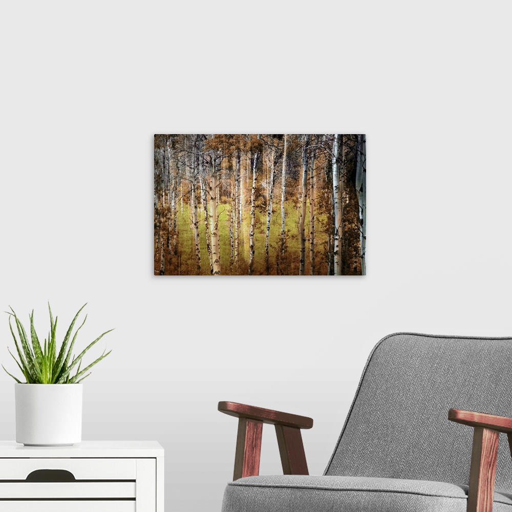 A modern room featuring Photograph taken of a forest that is dense with birch trees that have lost most of their leaves.