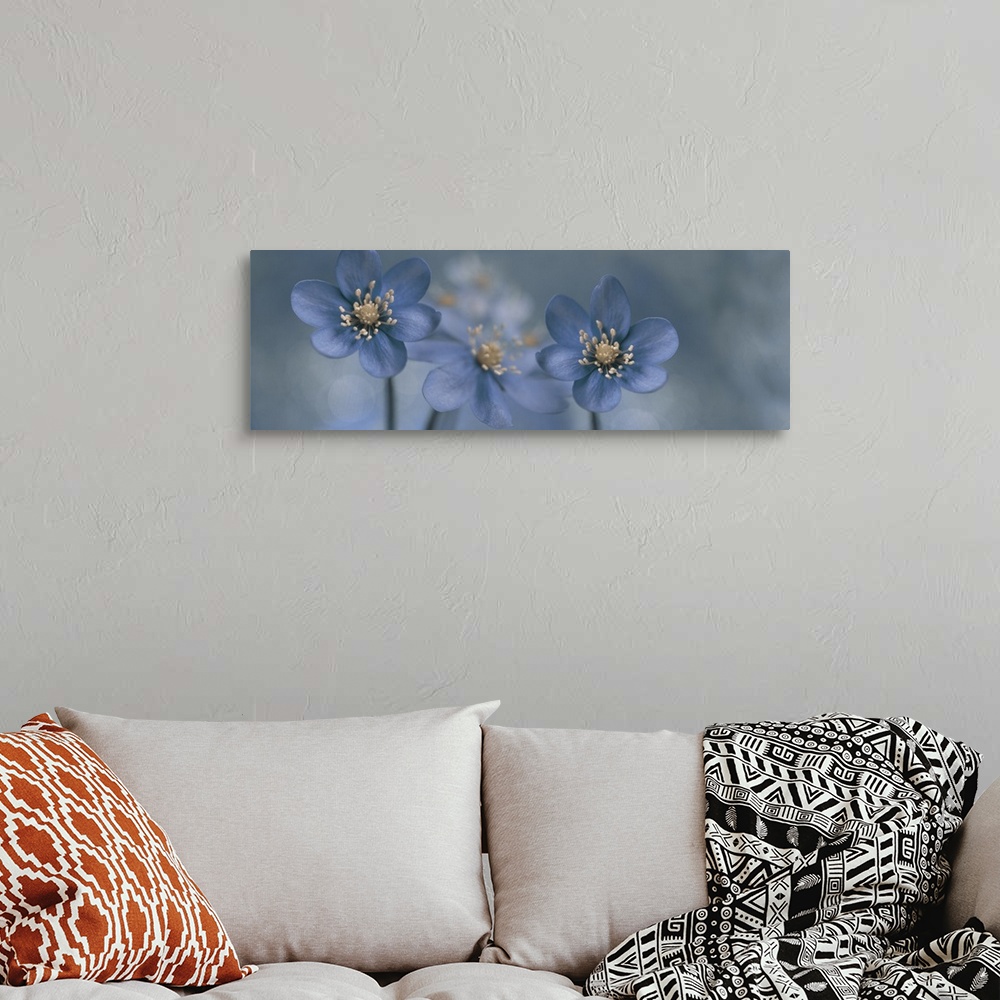 A bohemian room featuring Two images  of Hepatica Nobilis placed together.