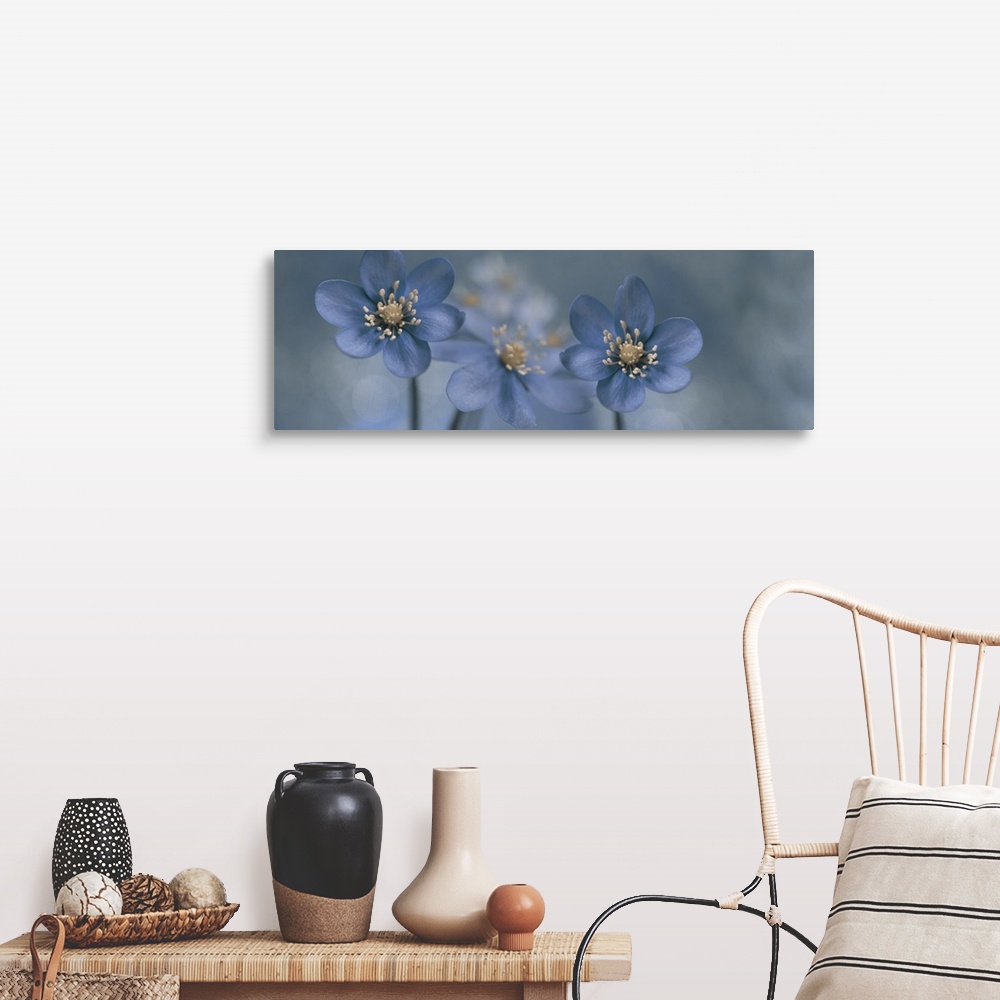 A farmhouse room featuring Two images  of Hepatica Nobilis placed together.