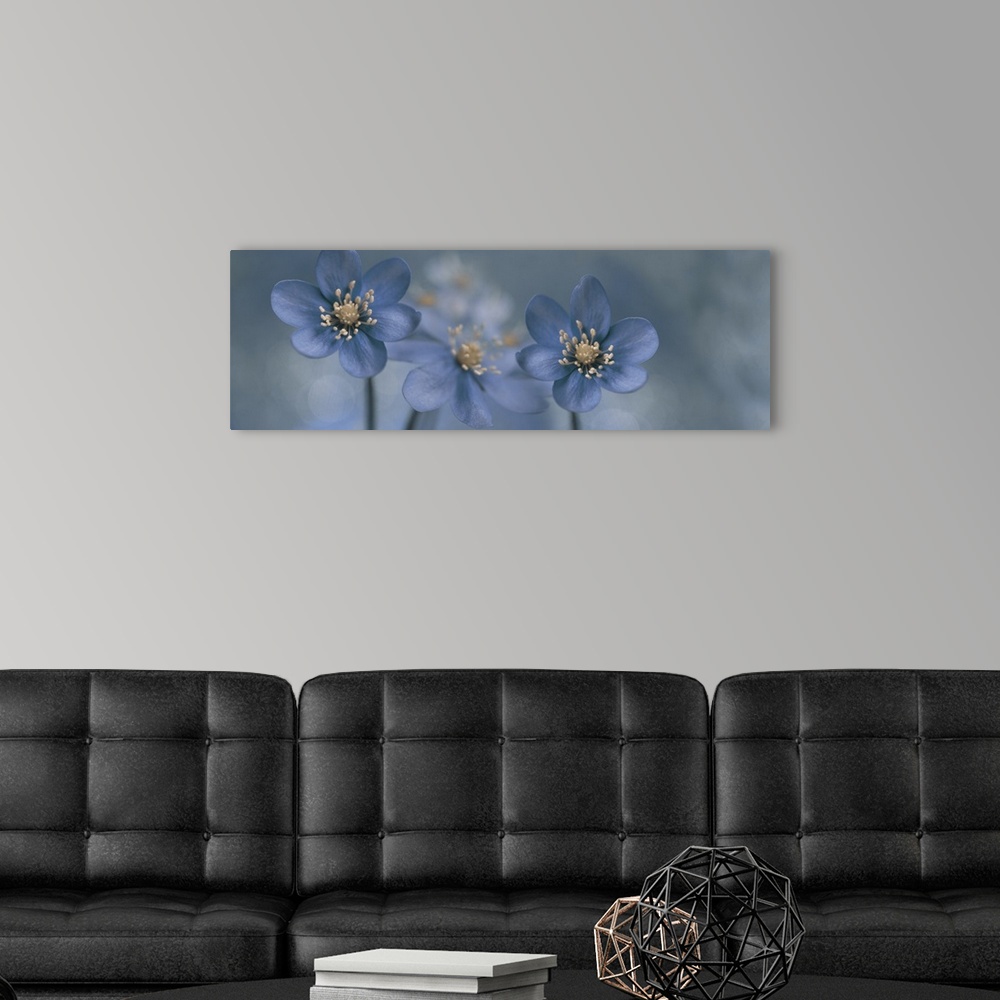 A modern room featuring Two images  of Hepatica Nobilis placed together.