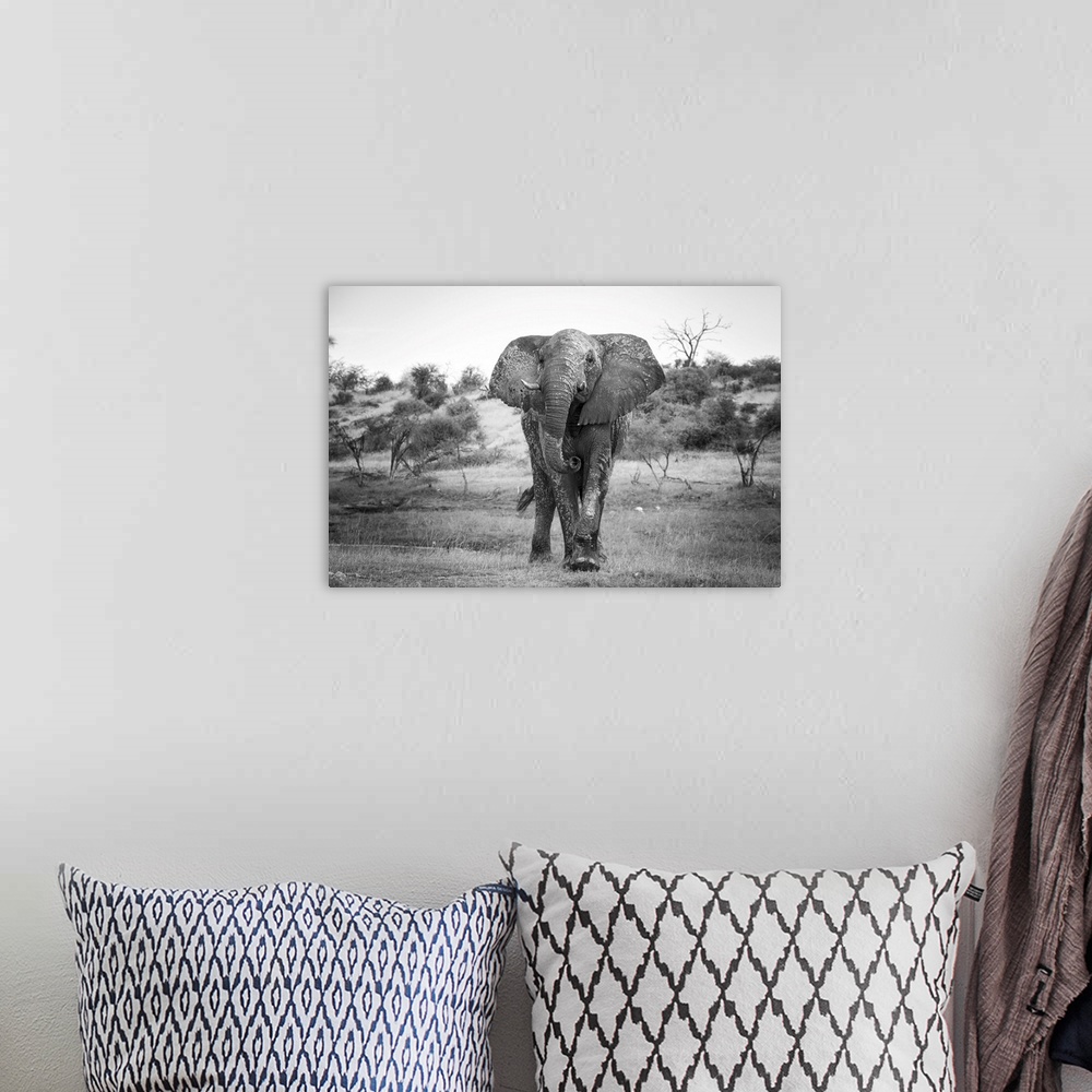 A bohemian room featuring Elephant takes a closer look at the photographer.
