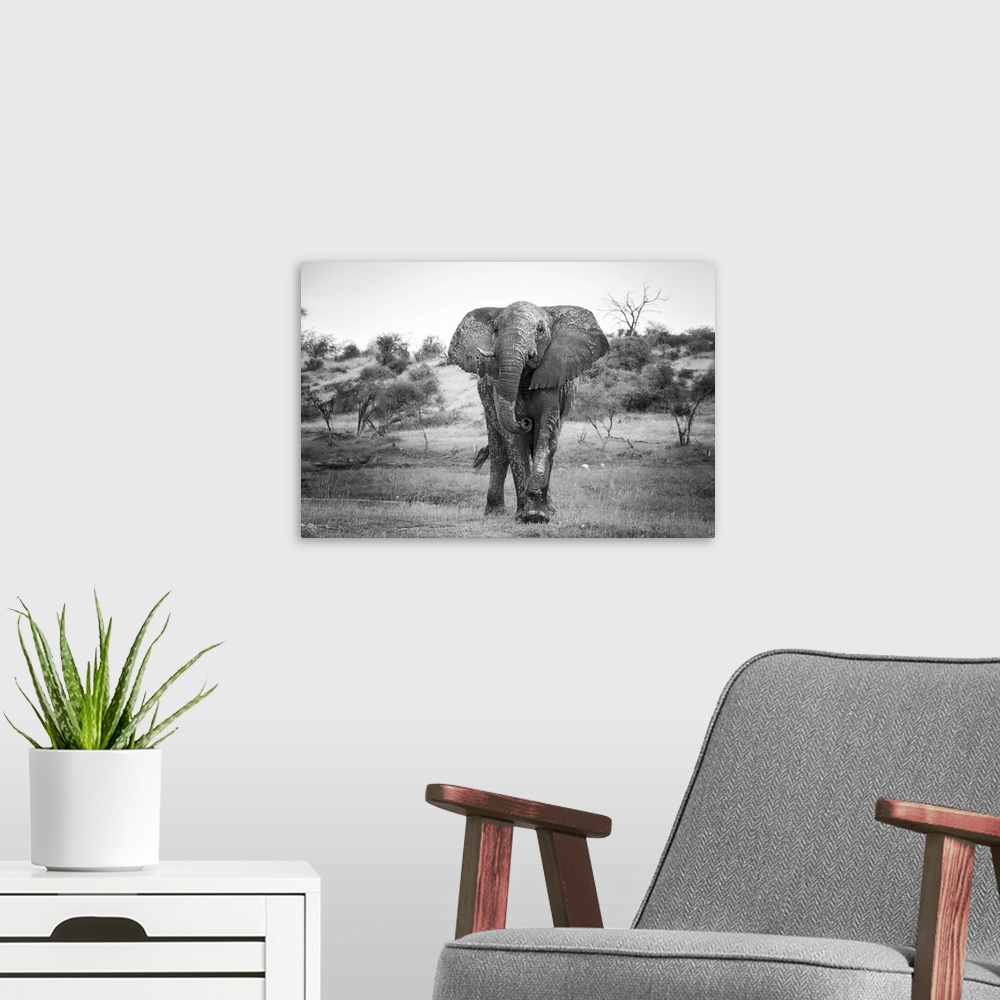 A modern room featuring Elephant takes a closer look at the photographer.