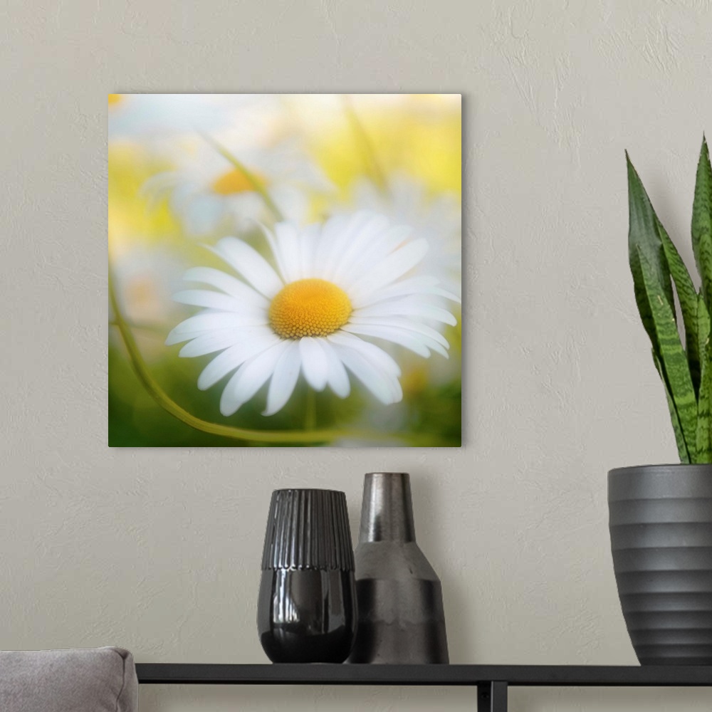 A modern room featuring Sweetness of a daisy close-up