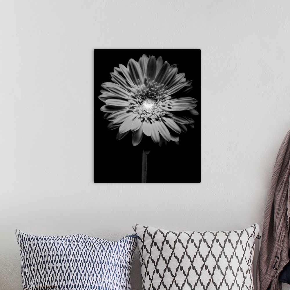 A bohemian room featuring Red Gerbera Flower in Black and White