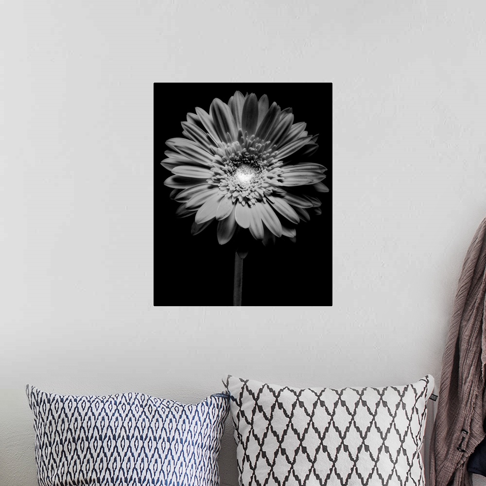 A bohemian room featuring Red Gerbera Flower in Black and White