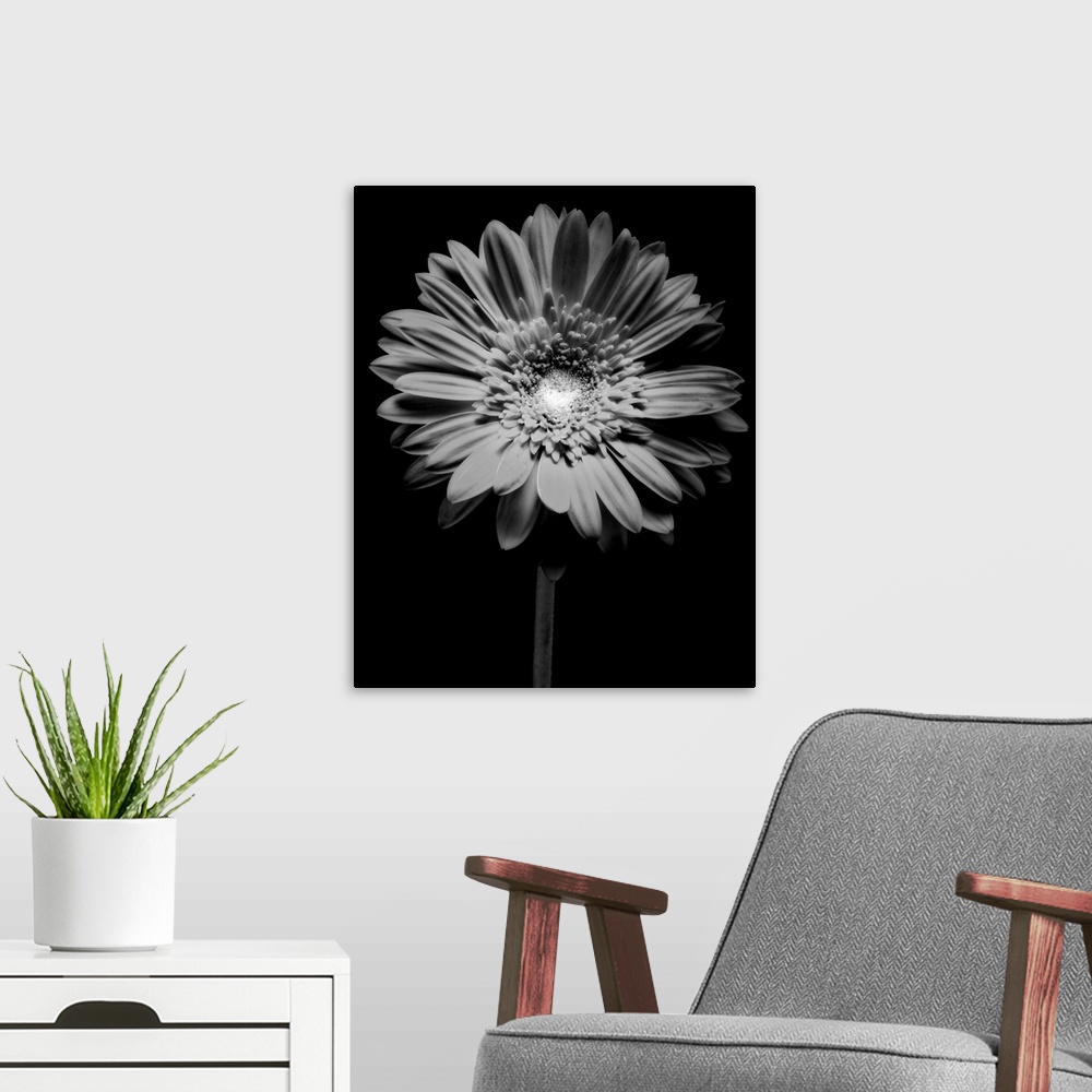 A modern room featuring Red Gerbera Flower in Black and White