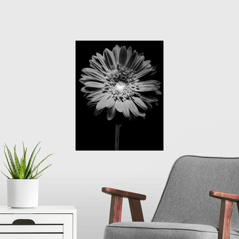 A modern room featuring Red Gerbera Flower in Black and White