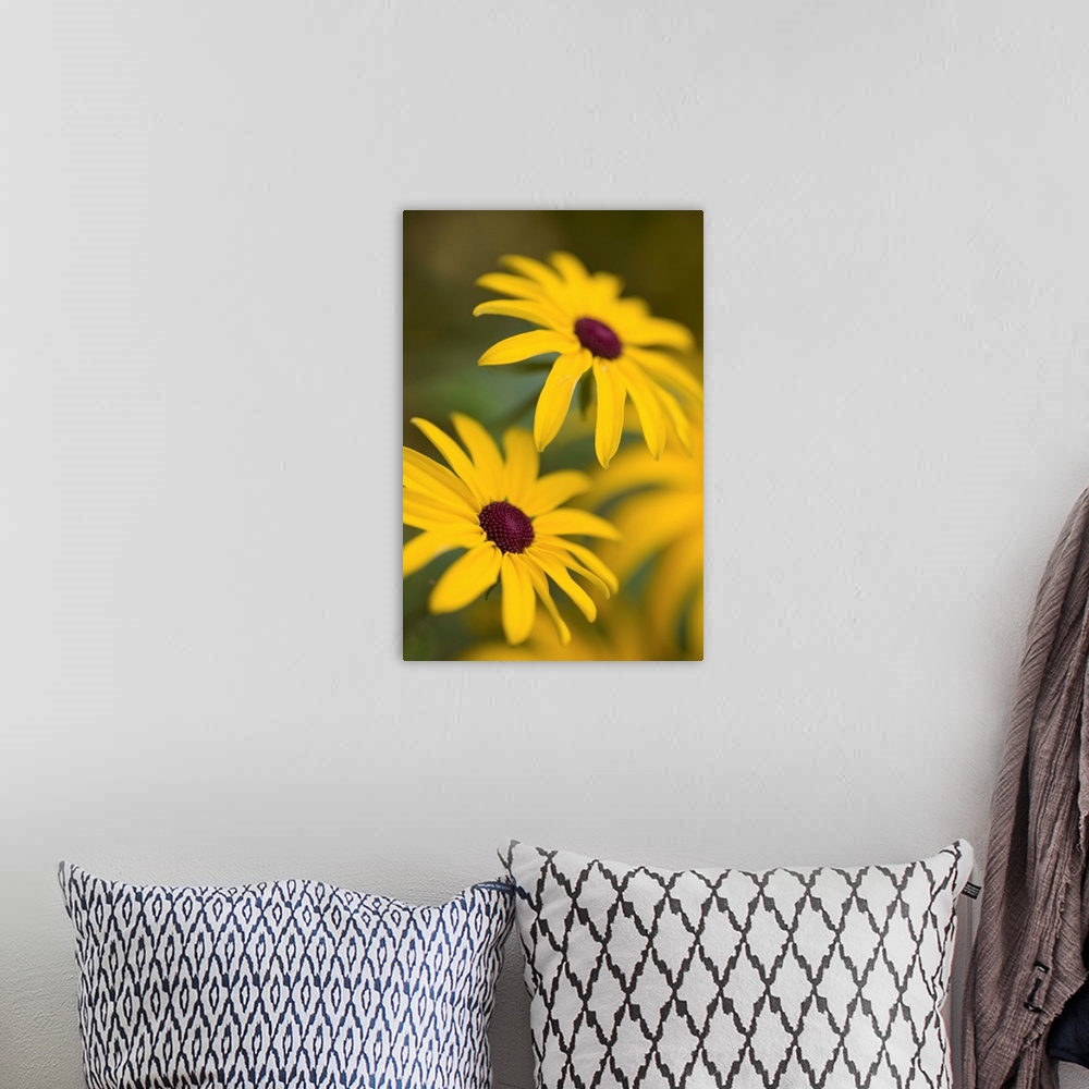 A bohemian room featuring Two yellow Rudebekia flowers in soft focus smiling upwards.