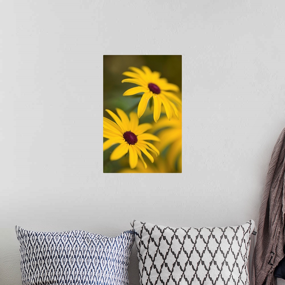 A bohemian room featuring Two yellow Rudebekia flowers in soft focus smiling upwards.