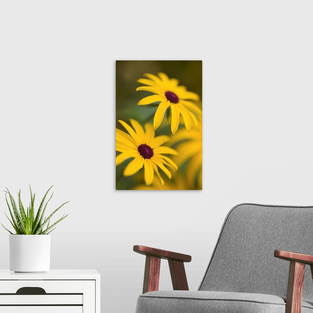 A modern room featuring Two yellow Rudebekia flowers in soft focus smiling upwards.
