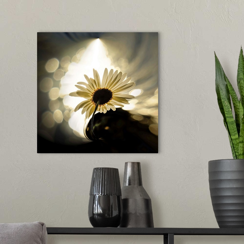 A modern room featuring An ox-eyed daisy by the side of a lake, against the sun in the evening. The roundish large spots ...
