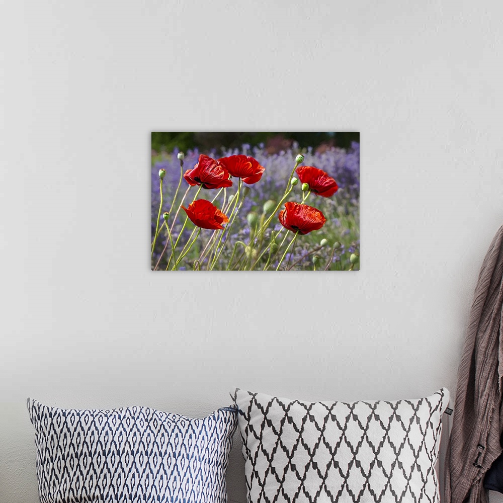 A bohemian room featuring Painterly poppies and lavender
