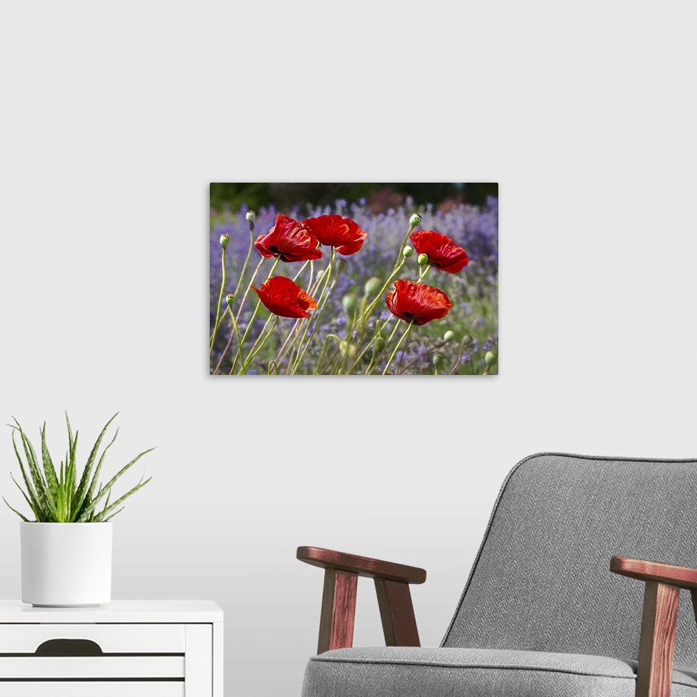 A modern room featuring Painterly poppies and lavender