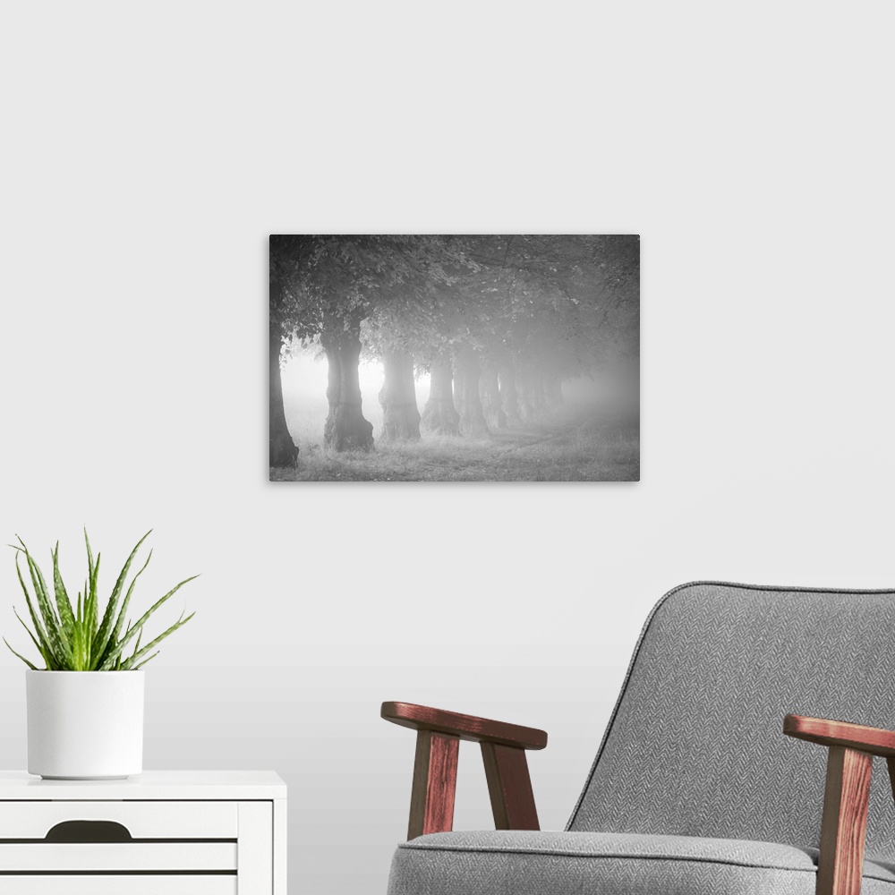 A modern room featuring A black and white photograph of a line of trees on a foggy day.