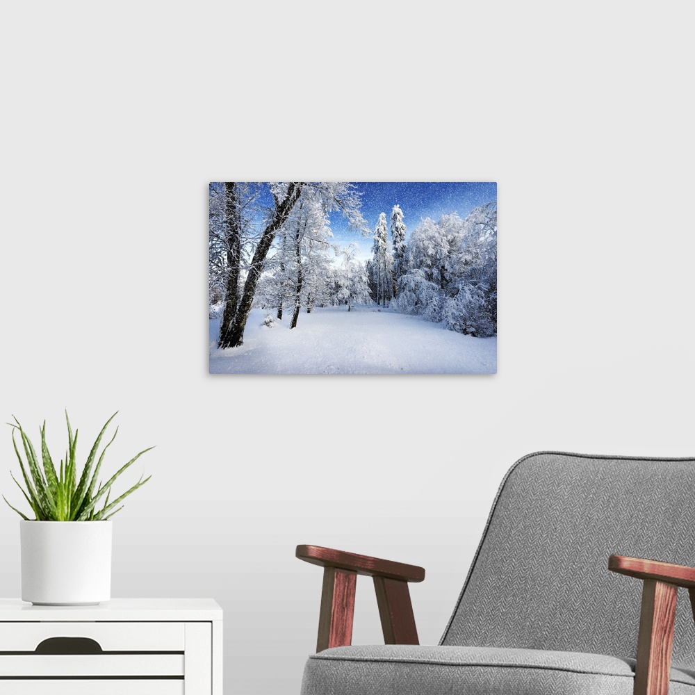 A modern room featuring A photograph of a forest in fresh snow in winter.