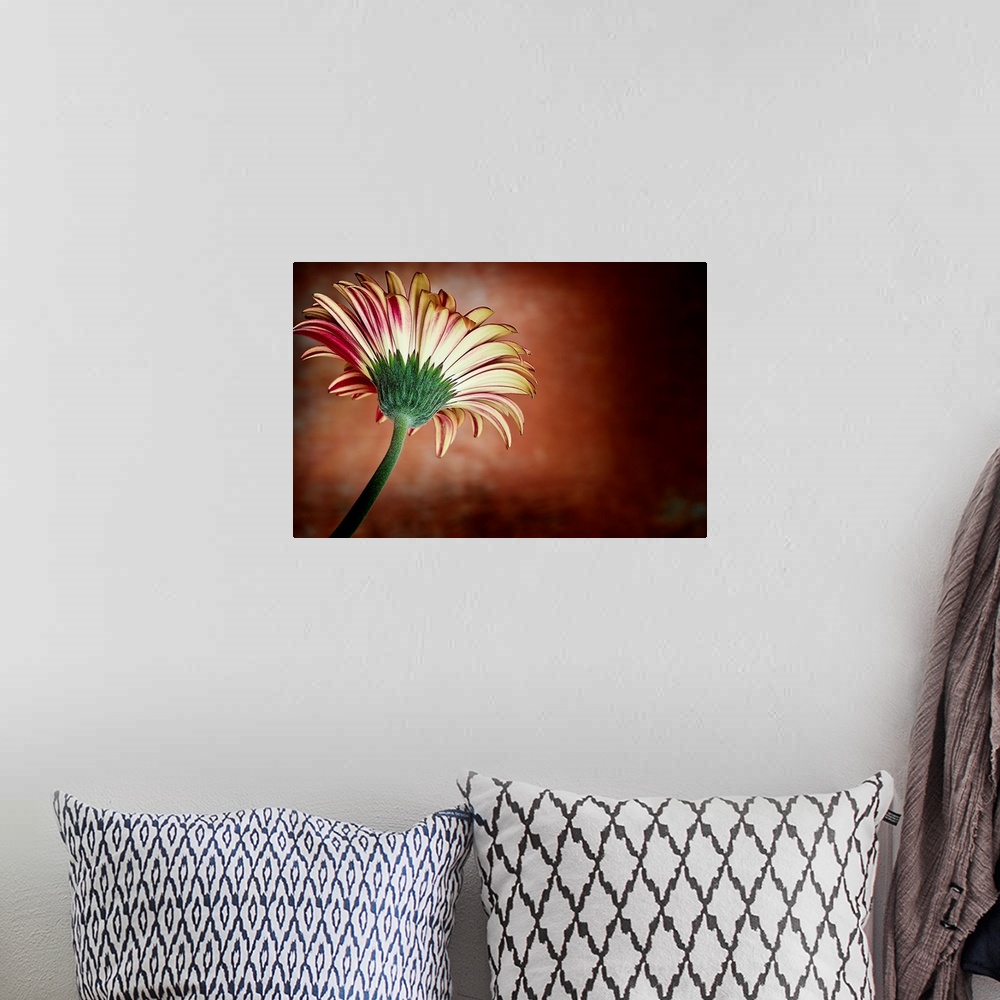 A bohemian room featuring A vintage close-up of a daisy flower from below in deep reds and yellows.
