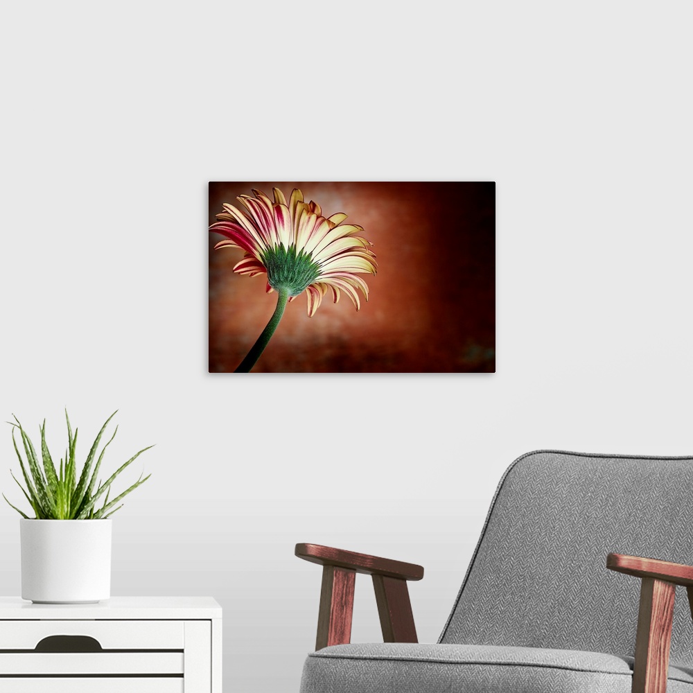 A modern room featuring A vintage close-up of a daisy flower from below in deep reds and yellows.