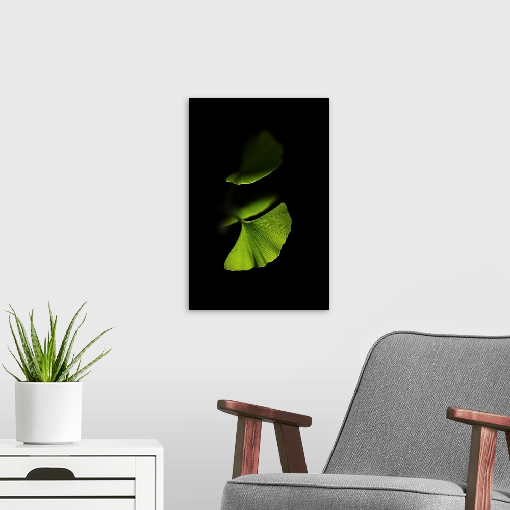 A modern room featuring Green gingko leaves on black background