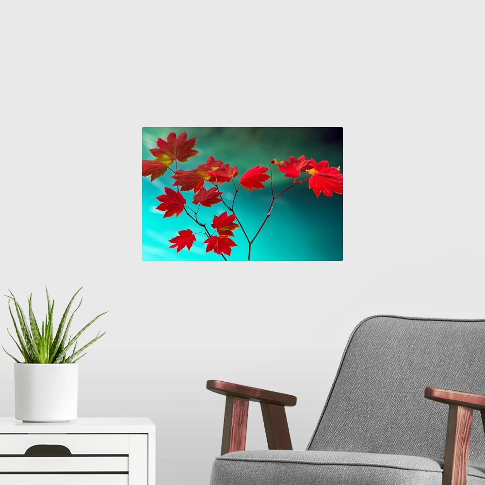 A modern room featuring Huge close-up photograph shows flowers in sharp focus within the foreground, while the water and ...