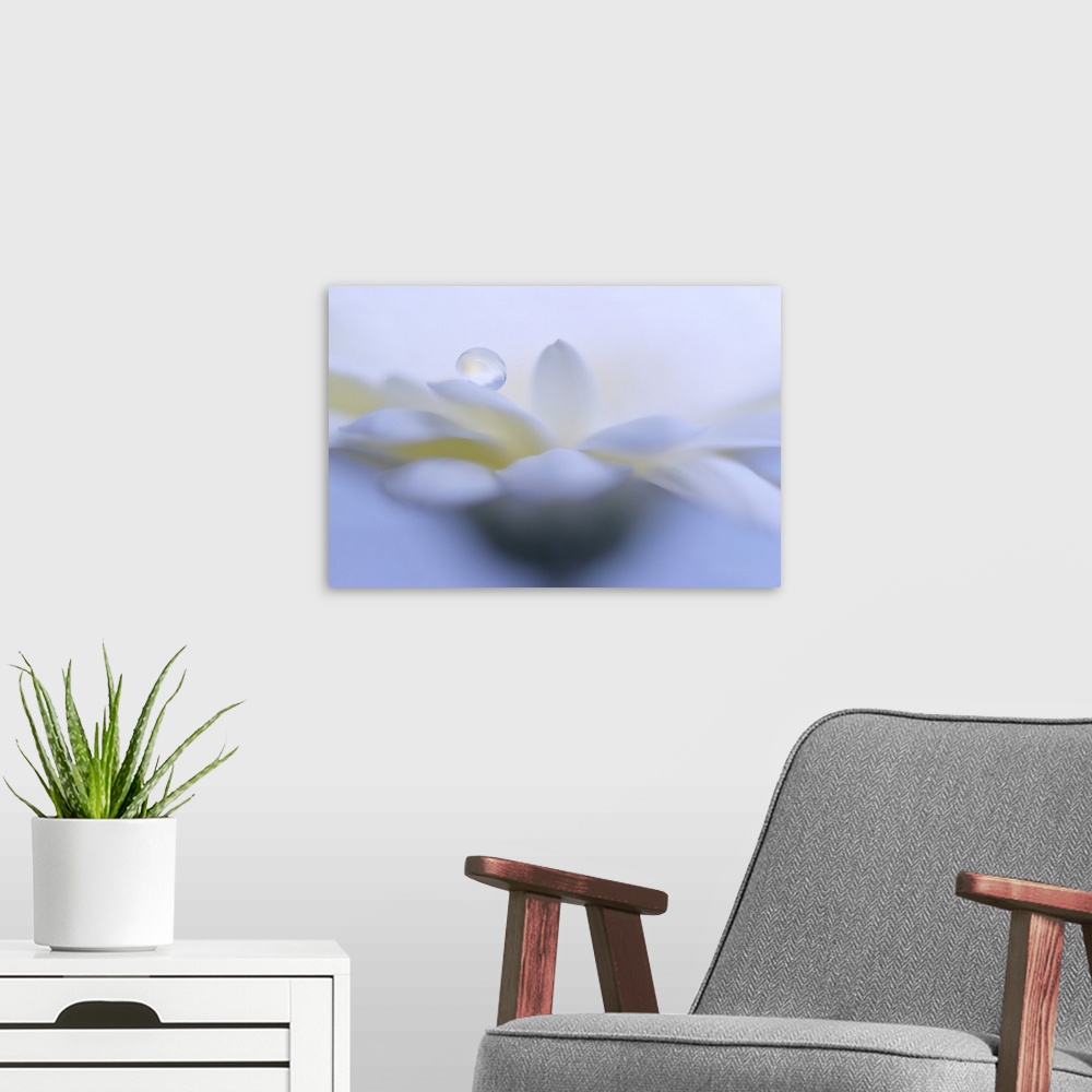 A modern room featuring A drop of water on a Gerbera's petal.