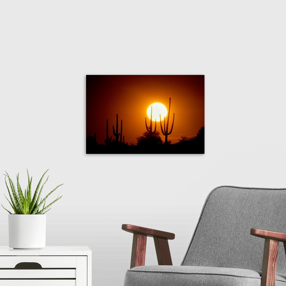 A modern room featuring Photograph of cacti and bush silhouettes with bright setting sun in the background.