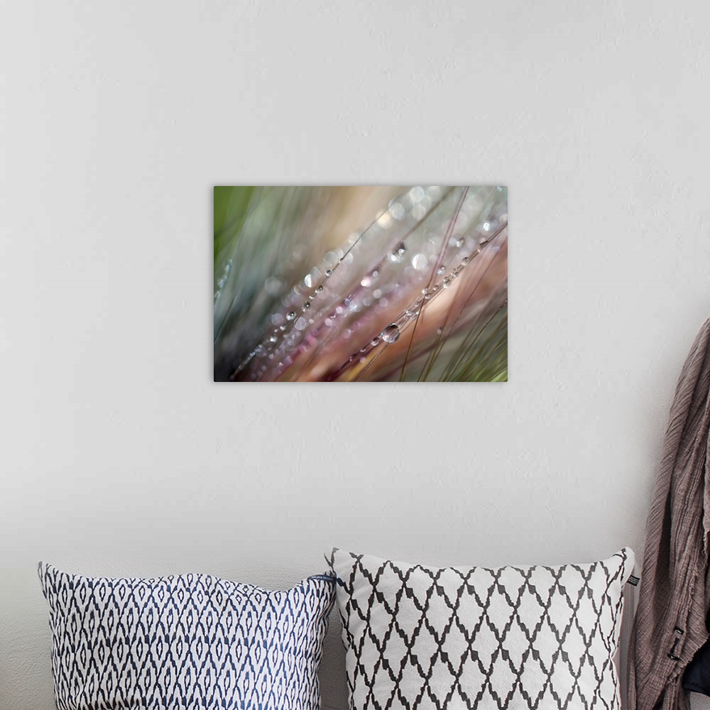A bohemian room featuring This extreme close up photograph captures drops of water on strands of grass on a horizontal shap...