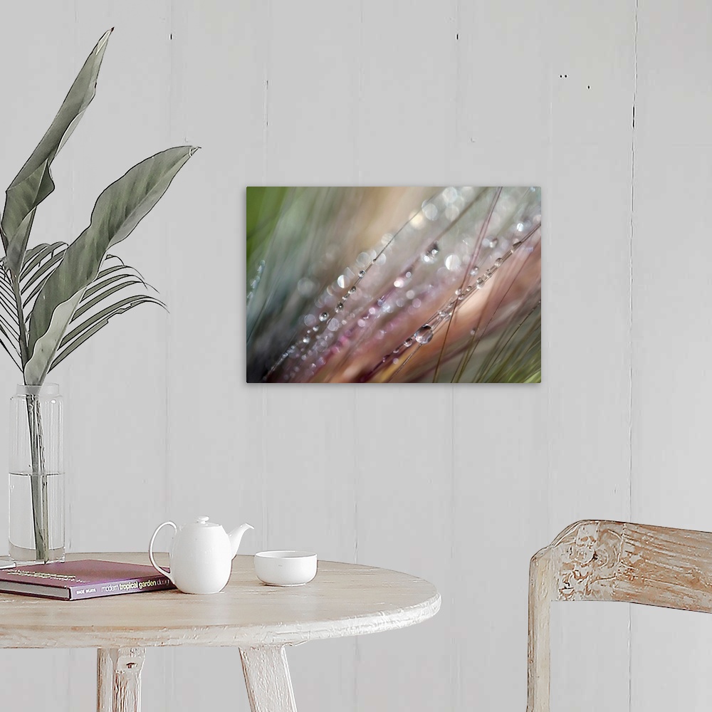 A farmhouse room featuring This extreme close up photograph captures drops of water on strands of grass on a horizontal shap...