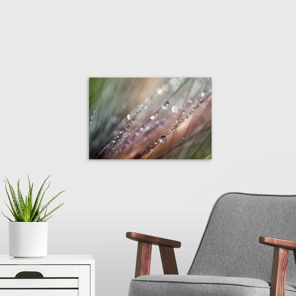 A modern room featuring This extreme close up photograph captures drops of water on strands of grass on a horizontal shap...