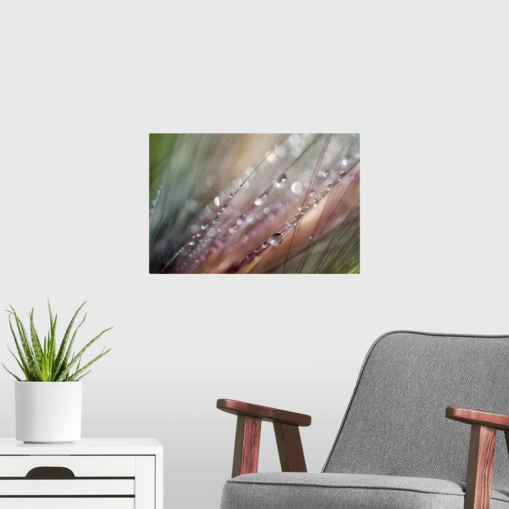 A modern room featuring This extreme close up photograph captures drops of water on strands of grass on a horizontal shap...