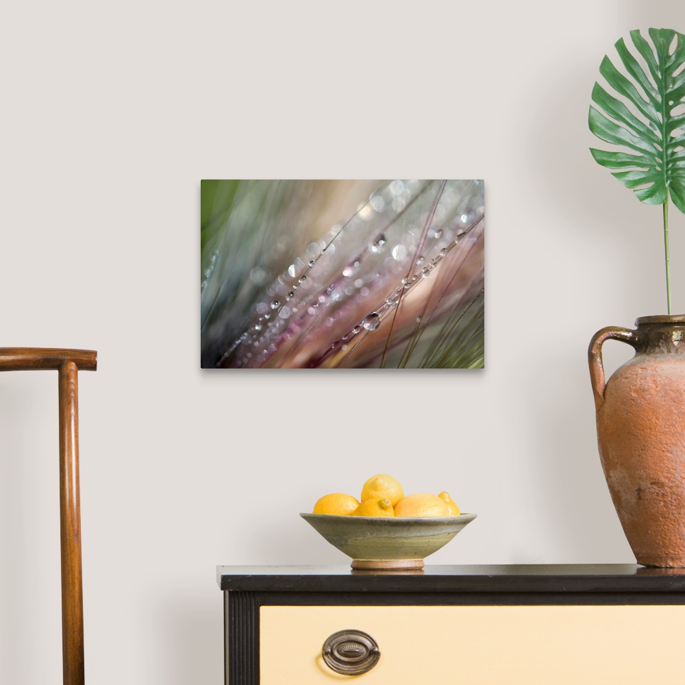 A traditional room featuring This extreme close up photograph captures drops of water on strands of grass on a horizontal shap...