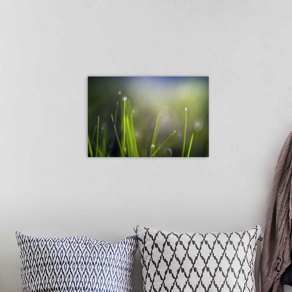A bohemian room featuring Soft light on blades of grass with dew drops.