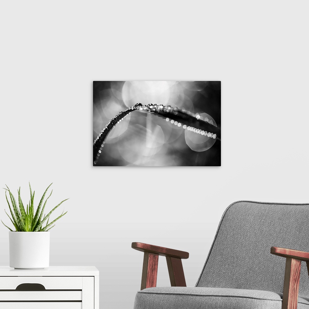A modern room featuring Dew On Leaf In Black And White
