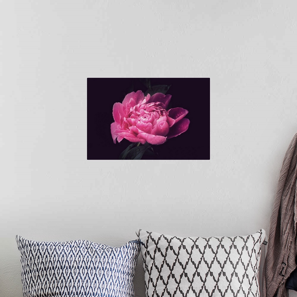 A bohemian room featuring Close-up of a peony after the rain