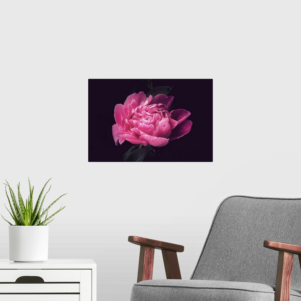 A modern room featuring Close-up of a peony after the rain
