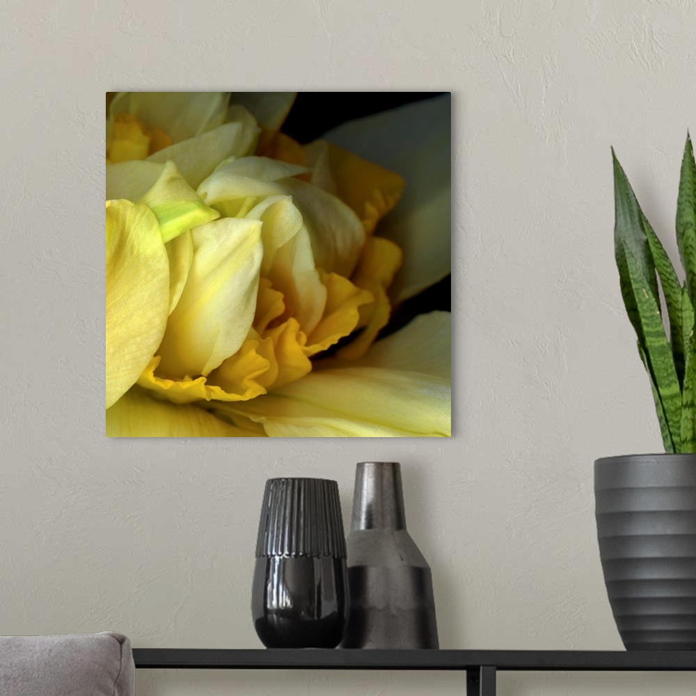 A modern room featuring Double Daffodil Close-up