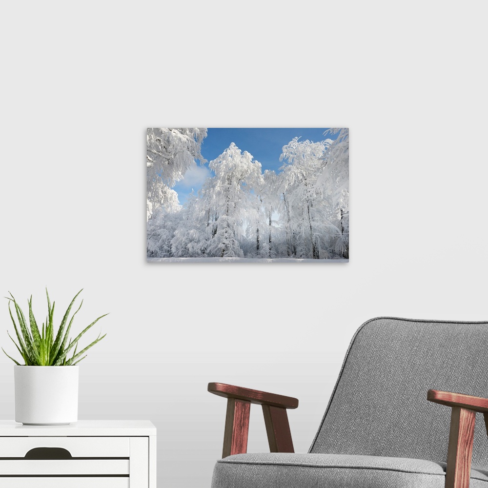 A modern room featuring Soft white snow covered trees in a forest.