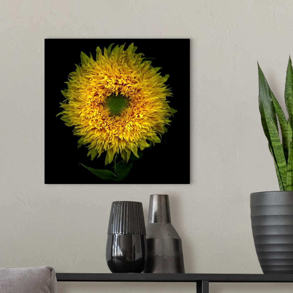 A modern room featuring Sunflower face on.