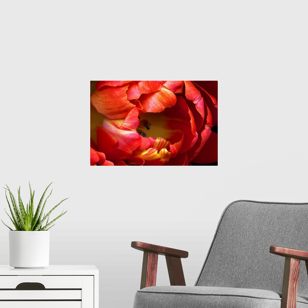 A modern room featuring Huge photograph focuses on a close-up of the brightly colored petals on a tulip flower.