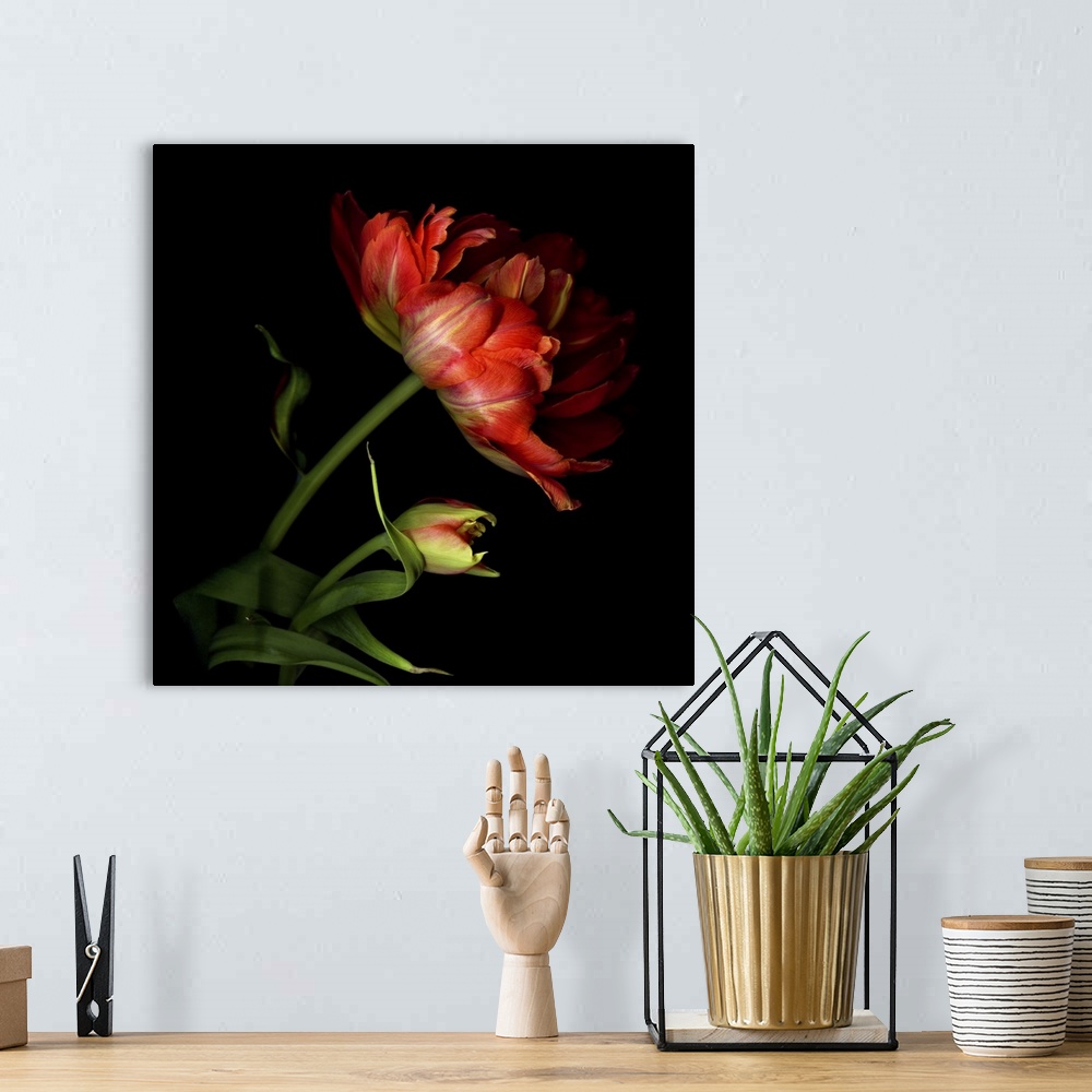 A bohemian room featuring Two exotic red tulips with one fully open and the other still a bud.