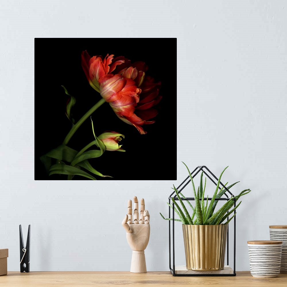 A bohemian room featuring Two exotic red tulips with one fully open and the other still a bud.