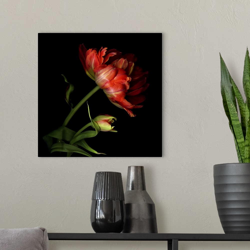 A modern room featuring Two exotic red tulips with one fully open and the other still a bud.