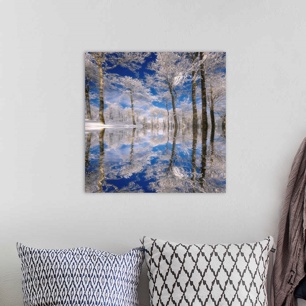 A bohemian room featuring This square photograph of a frozen landscape shows ice covered trees reflecting in the rippling s...