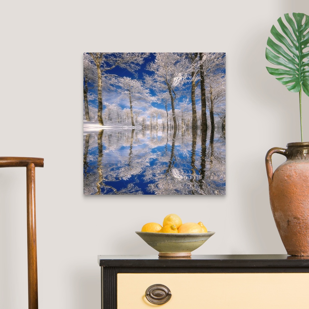 A traditional room featuring This square photograph of a frozen landscape shows ice covered trees reflecting in the rippling s...