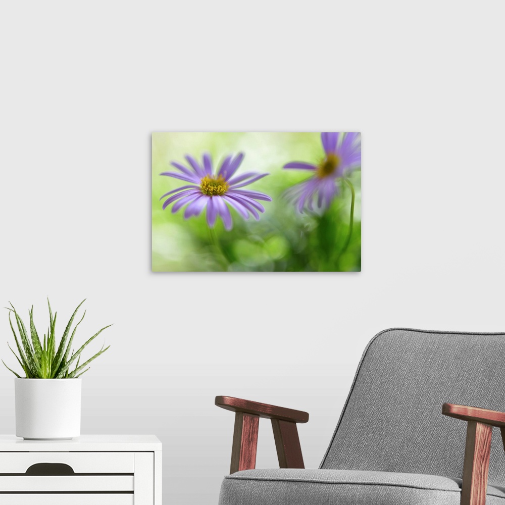 A modern room featuring A photograph of purple flower against a green bokeh background.
