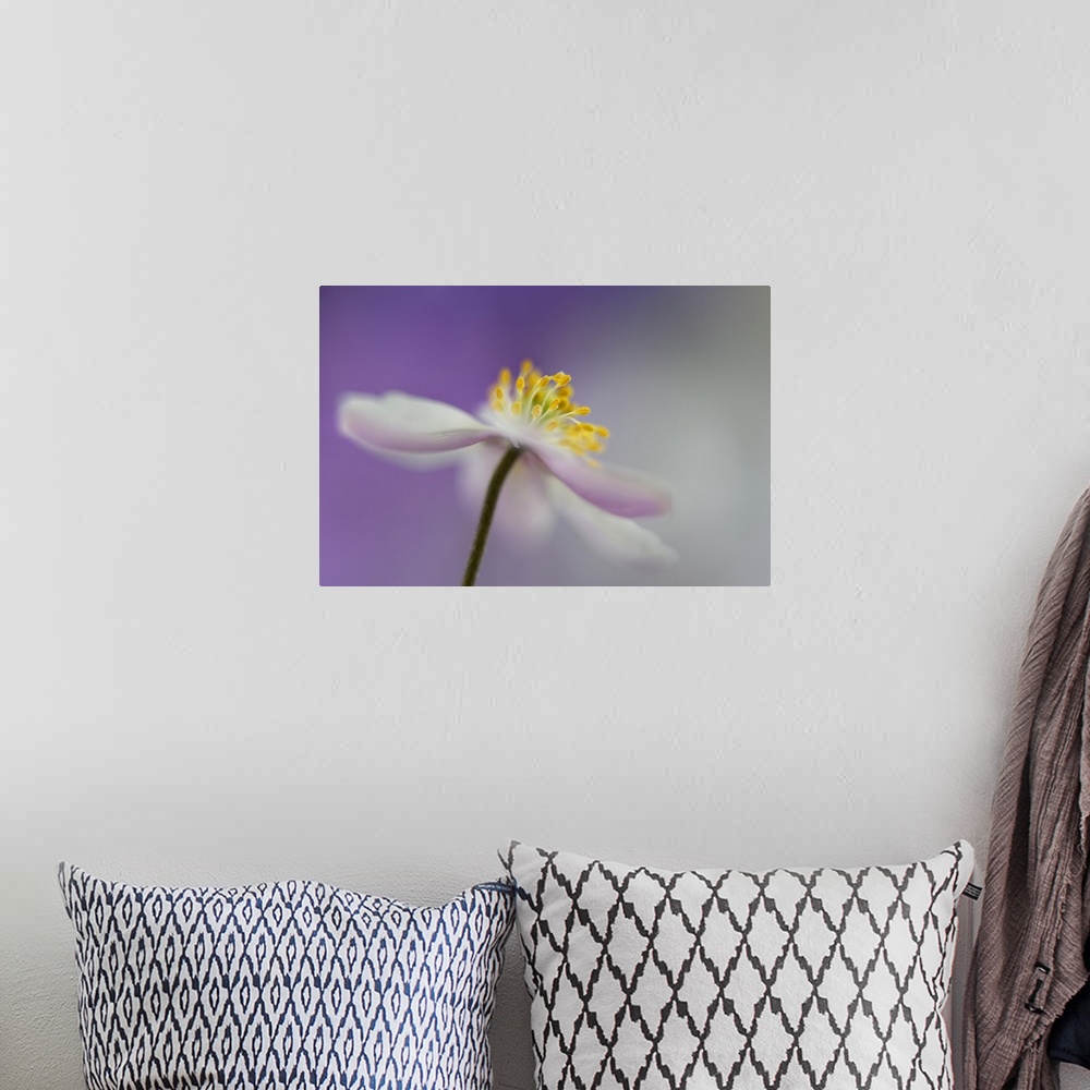 A bohemian room featuring Macro photograph of the yellow center of an anemone nemorosa flower with a purple and gray backgr...
