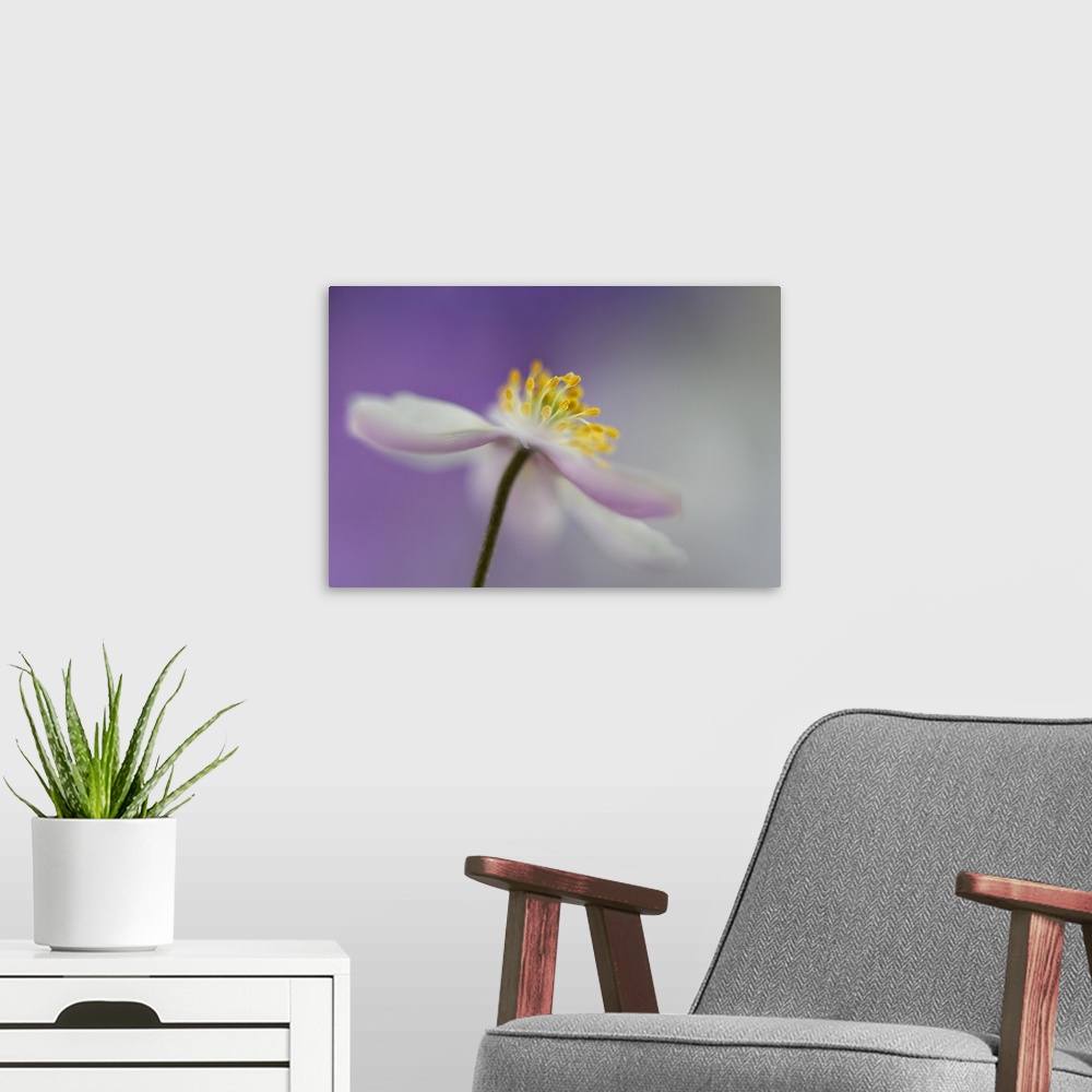 A modern room featuring Macro photograph of the yellow center of an anemone nemorosa flower with a purple and gray backgr...